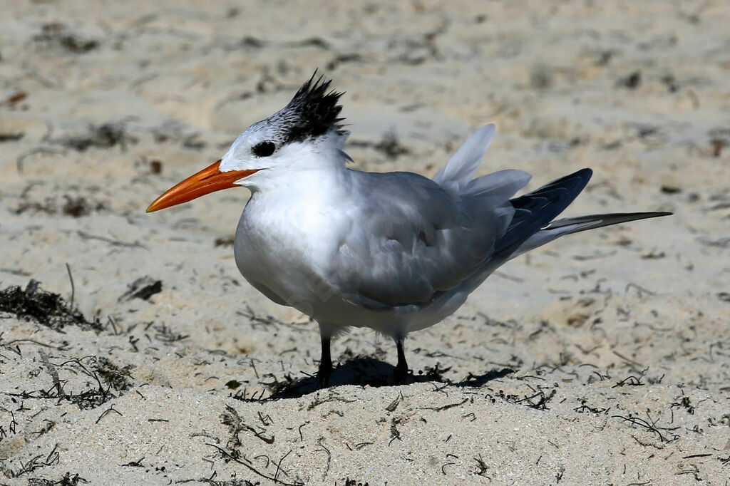 Royal Tern