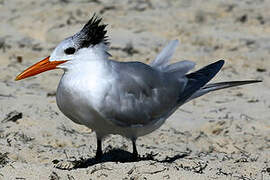 Royal Tern