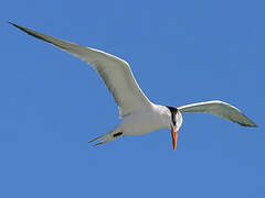 Royal Tern