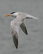 Lesser Crested Tern