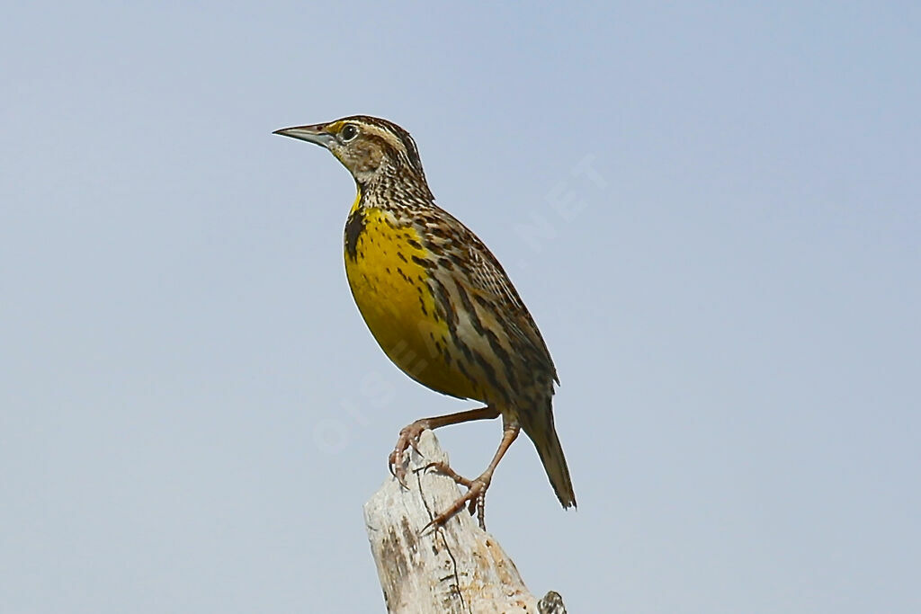 Eastern Meadowlark