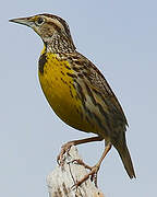 Eastern Meadowlark