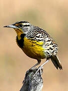 Eastern Meadowlark