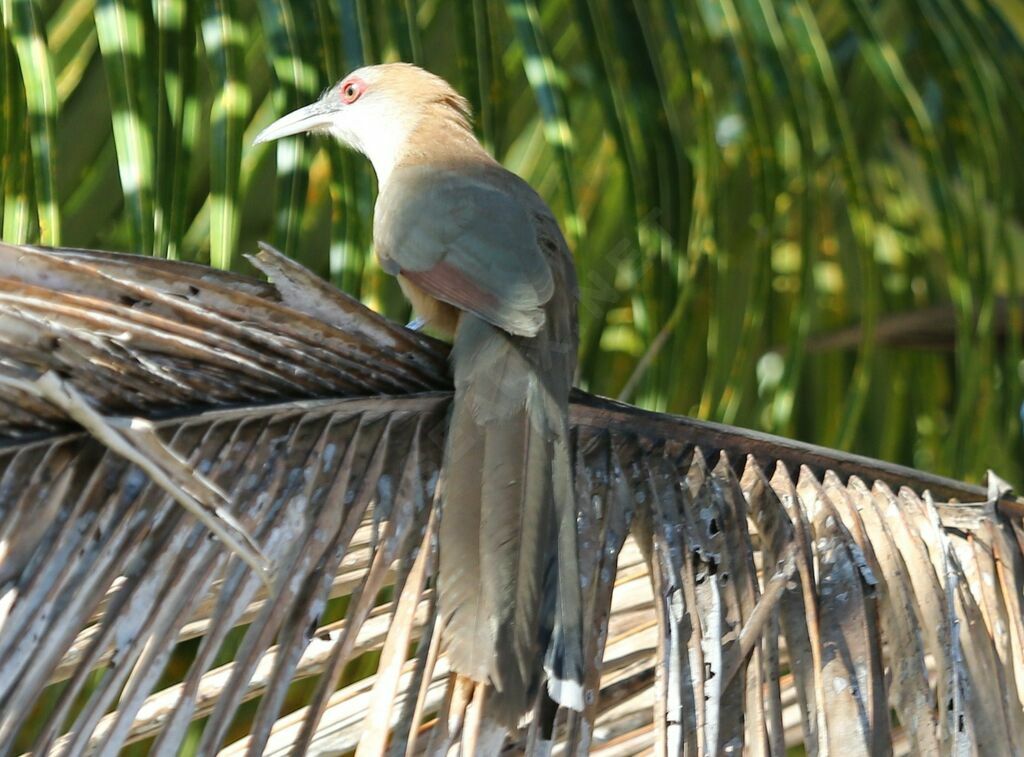 Great Lizard Cuckoo