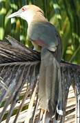 Great Lizard Cuckoo