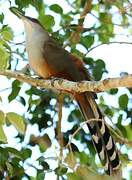 Great Lizard Cuckoo