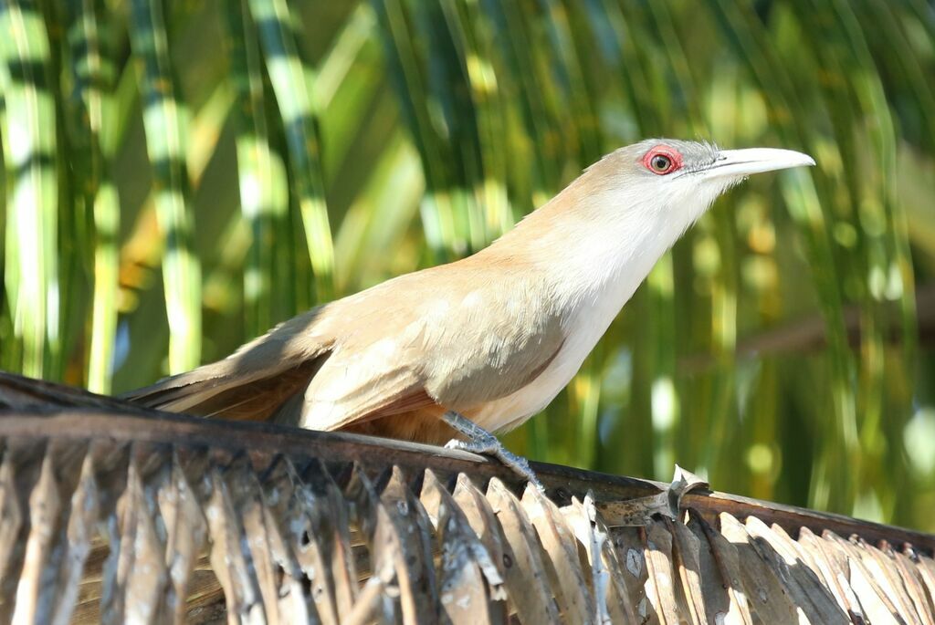 Tacco de Cuba