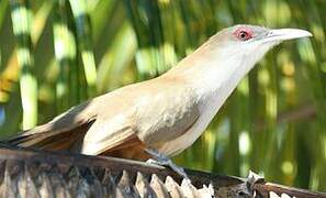 Great Lizard Cuckoo