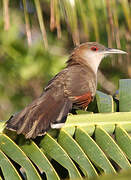 Great Lizard Cuckoo