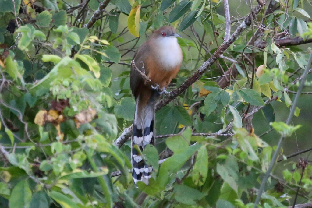 Great Lizard Cuckoo