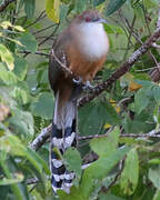 Great Lizard Cuckoo