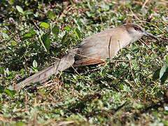 Great Lizard Cuckoo