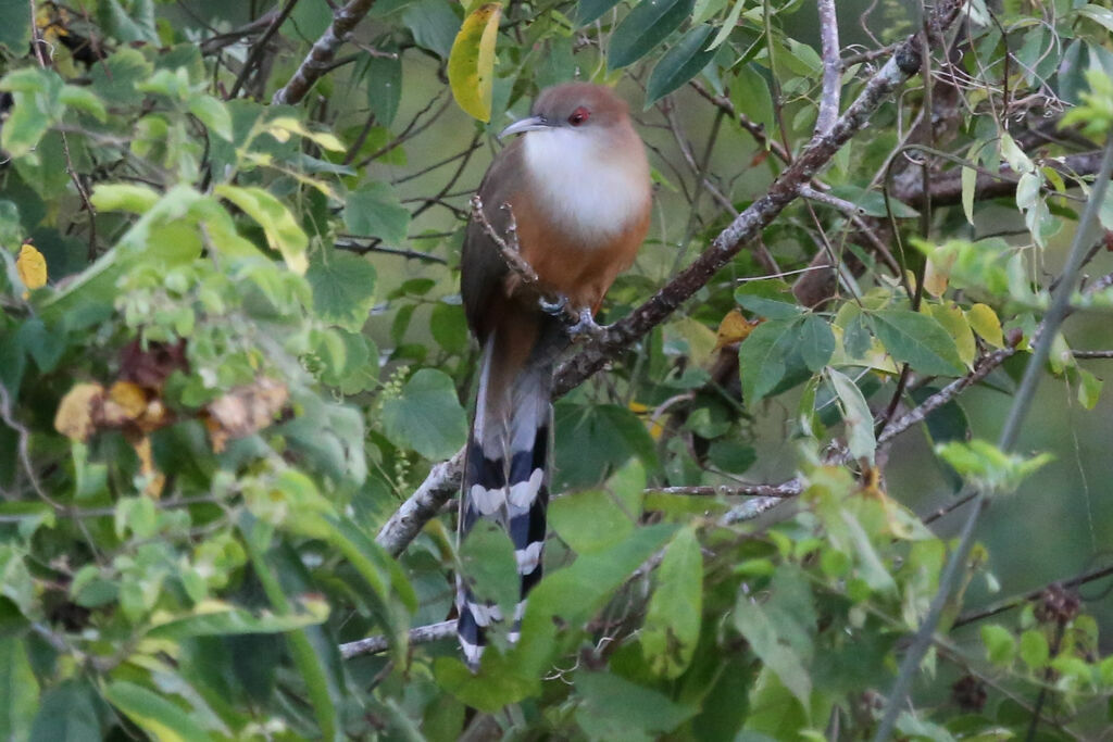 Great Lizard Cuckoo