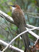 Great Lizard Cuckoo