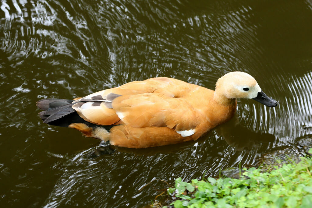 Ruddy Shelduck