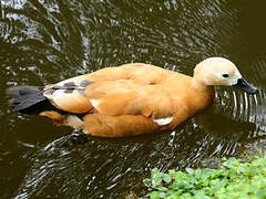 Ruddy Shelduck