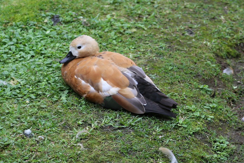 Ruddy Shelduck