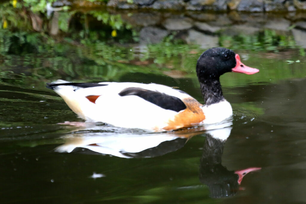 Common Shelduck