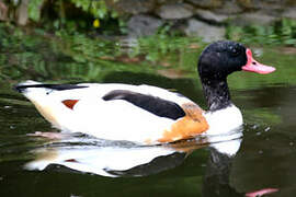 Common Shelduck