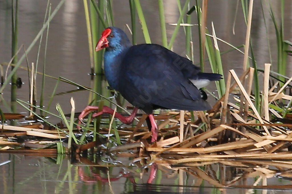 Western Swamphen