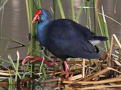 Western Swamphen