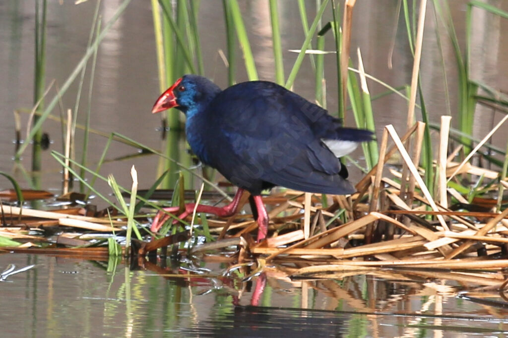 Western Swamphen