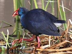 Western Swamphen