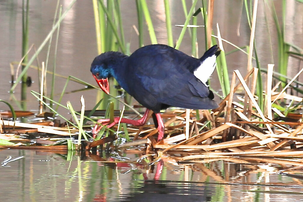 Western Swamphen