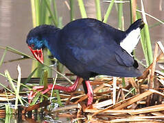 Western Swamphen