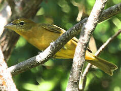 Summer Tanager