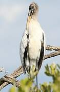 Wood Stork