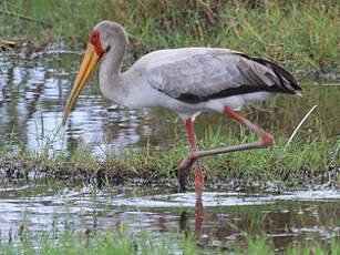 Tantale ibis
