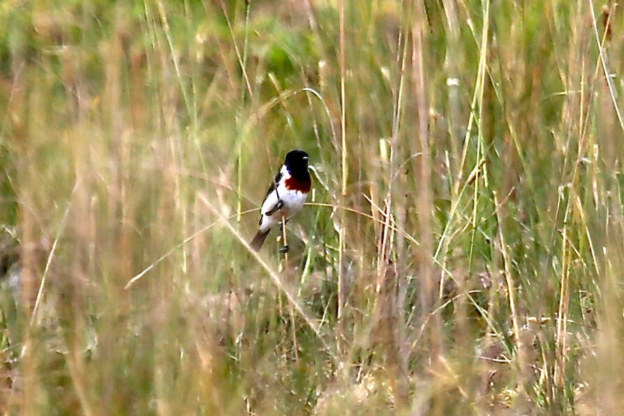 African Stonechat