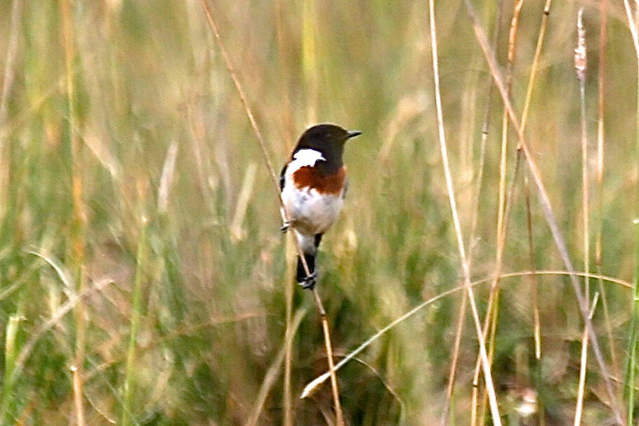 African Stonechat