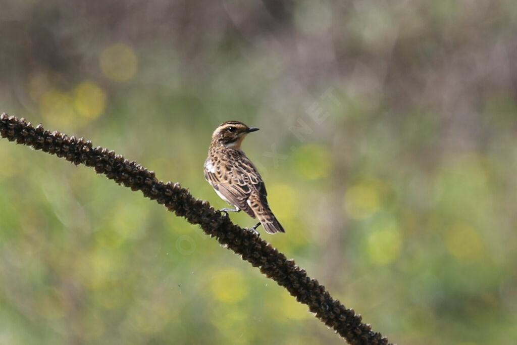 Whinchat