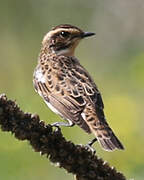 Whinchat