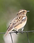 Whinchat