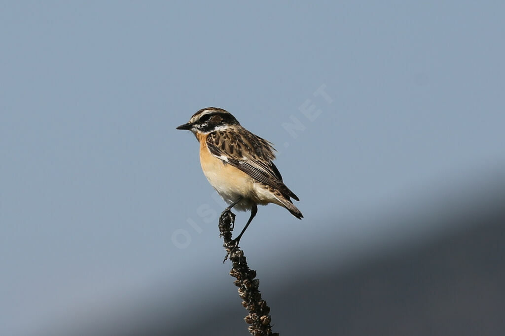 Whinchat