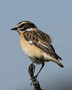 Whinchat