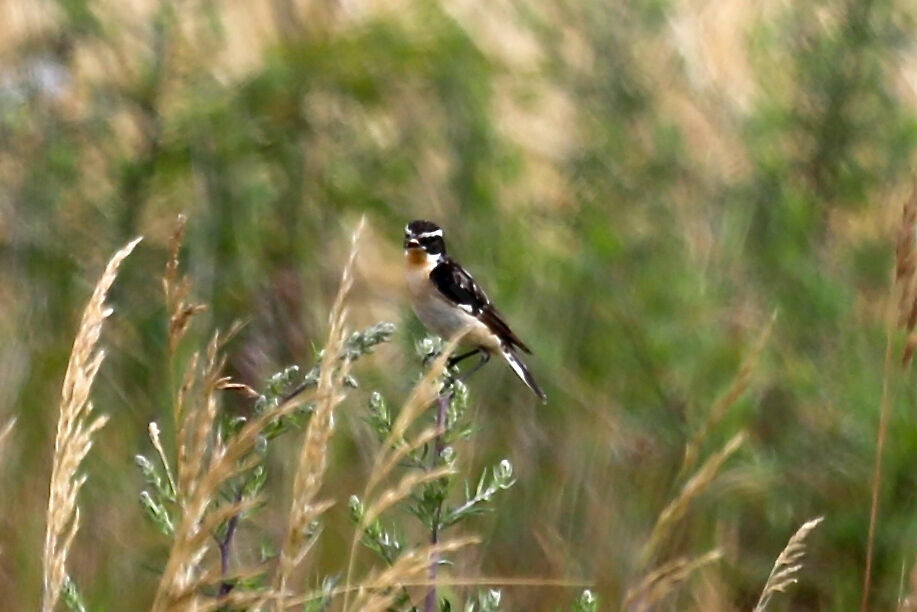 Whinchat male