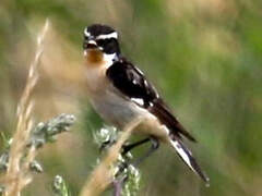 Whinchat