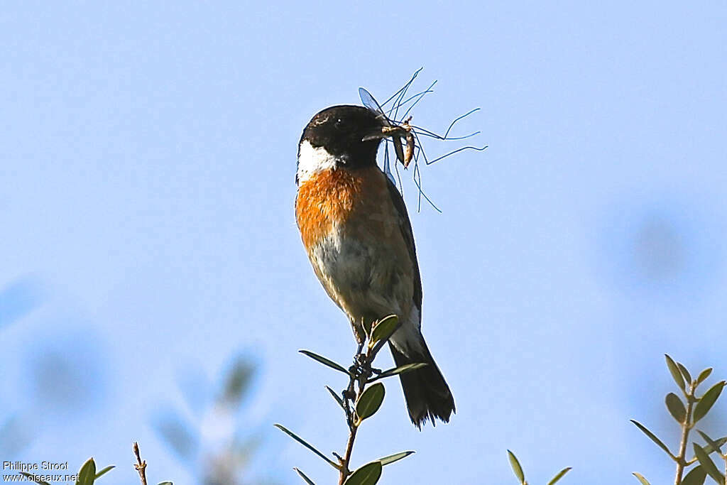 European Stonechat male adult, feeding habits