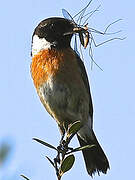 European Stonechat