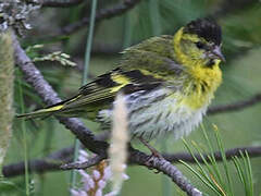 Eurasian Siskin