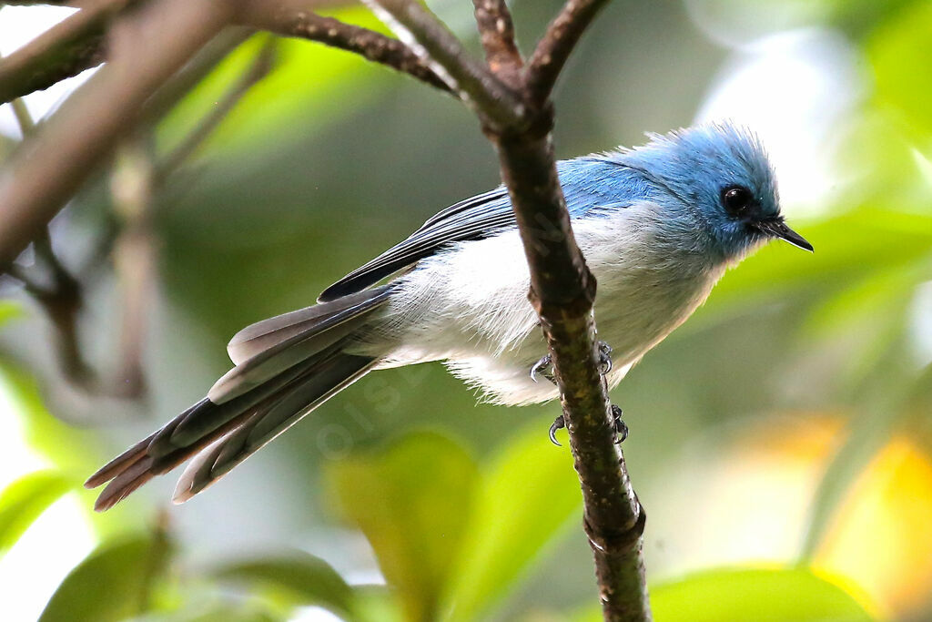 African Blue Flycatcher