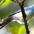 Tchitrec bleu