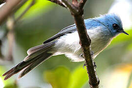 African Blue Flycatcher