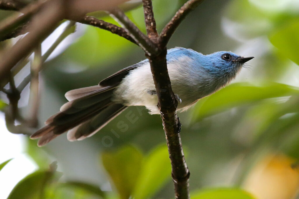 African Blue Flycatcher