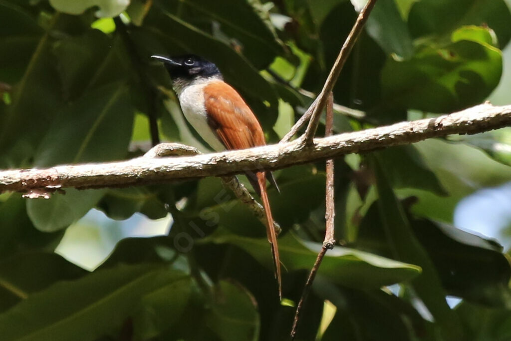 Seychelles Paradise Flycatcher