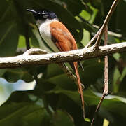 Seychelles Paradise Flycatcher